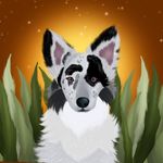 »Santi Border Collie« _santi_bc_