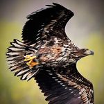 🦅🦅🦅  ADLER - JÖRG  🦅🦅🦅 adler_555