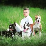 Amstaff Iriska, Luck and Berta amstaff_kaluga