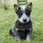 Cattledog aus.cattle.dog