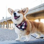 Corgi Official Page corgiofficial