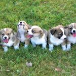 Pembroke Welsh Corgi Breeder diamondgcorgis