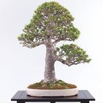 DWARF JADE BONSAI dwarfjadebonsai