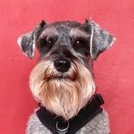 Dylan dylan.the.schnauzer