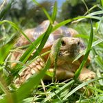 Eva & Ian & Amy 🐢 the sulcata eva_ian_amy_thesulcata