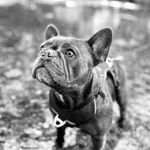 ＦＲＥＮＣＨ  ＢＵＬＬＤＯＧ  ＥＭ ＭＩ frenchbulldog_emmi