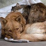 Помощь животным.Волонтёры. help_animals_kemerovo