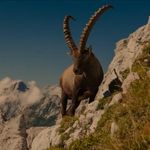 Ibex Baja Expeditions & Guiding ibex.baja