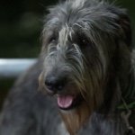 Irish Wolfhound iw_von_den_schwertern