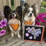 Funny Papillon Family kinoha_bandana