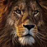 Lion Lovers Community | Wildlife Animals livingthelionlife