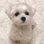 Tiffany♡ティファニー (マルチーズ) maltese_tiffany