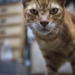 Straycat Wisdom | 野良猫の独り言 straycat.wisdom