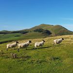 Scotland • Nature • History unique_scotland