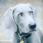 WEIMARANER weimaraner21